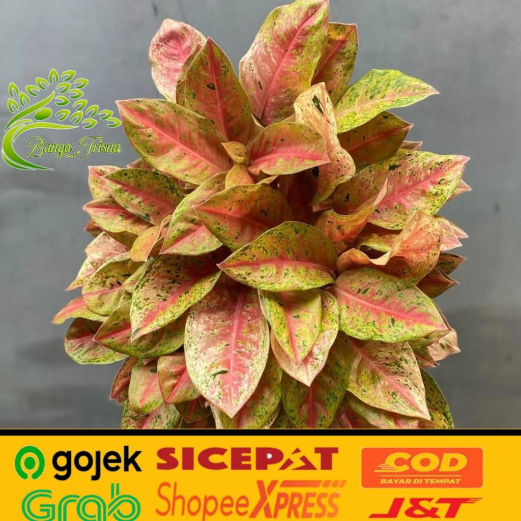 Aglonema bigroy dewasa super rimbun - Tanaman aglonema big roy - free pot putih