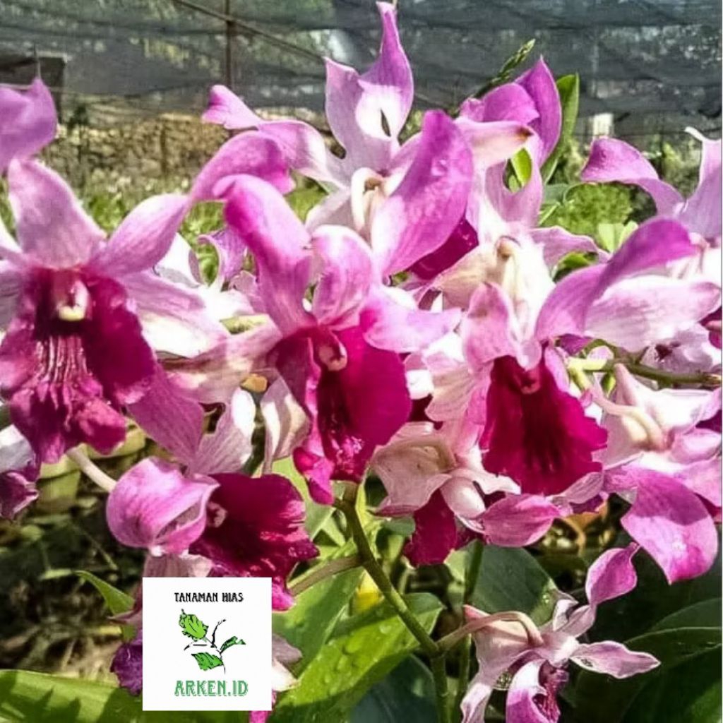 Anggrek Dendrobium DEWASA Inaraya Red terbaru