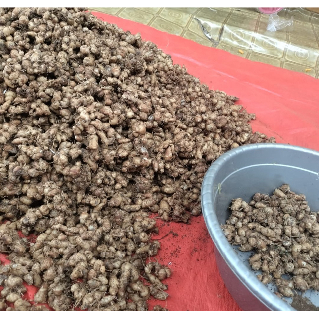 

kencur/cikur ciamis 1KG kualitas super