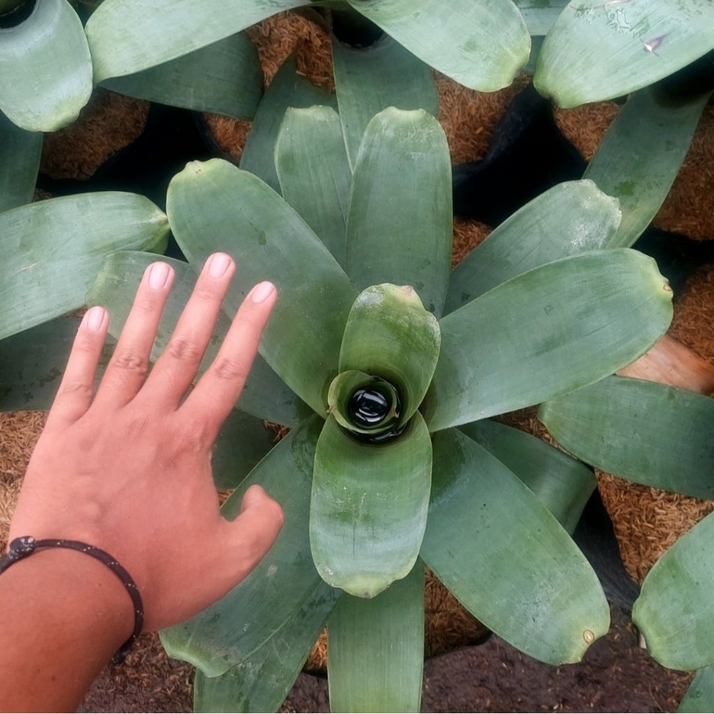 Bromelia Giant - Bromelia Jayen - Bromelia Taman - Bromelia Hias - Bromelia Jayen Hijau - Bromelia