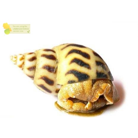 

Keong Macan 1Kg Keong Macan Segar Seafood Keong Laut Segar