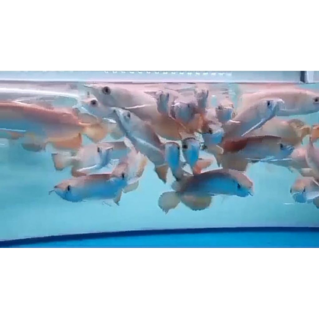 Arowana GOLDEN RED 18-19 CM