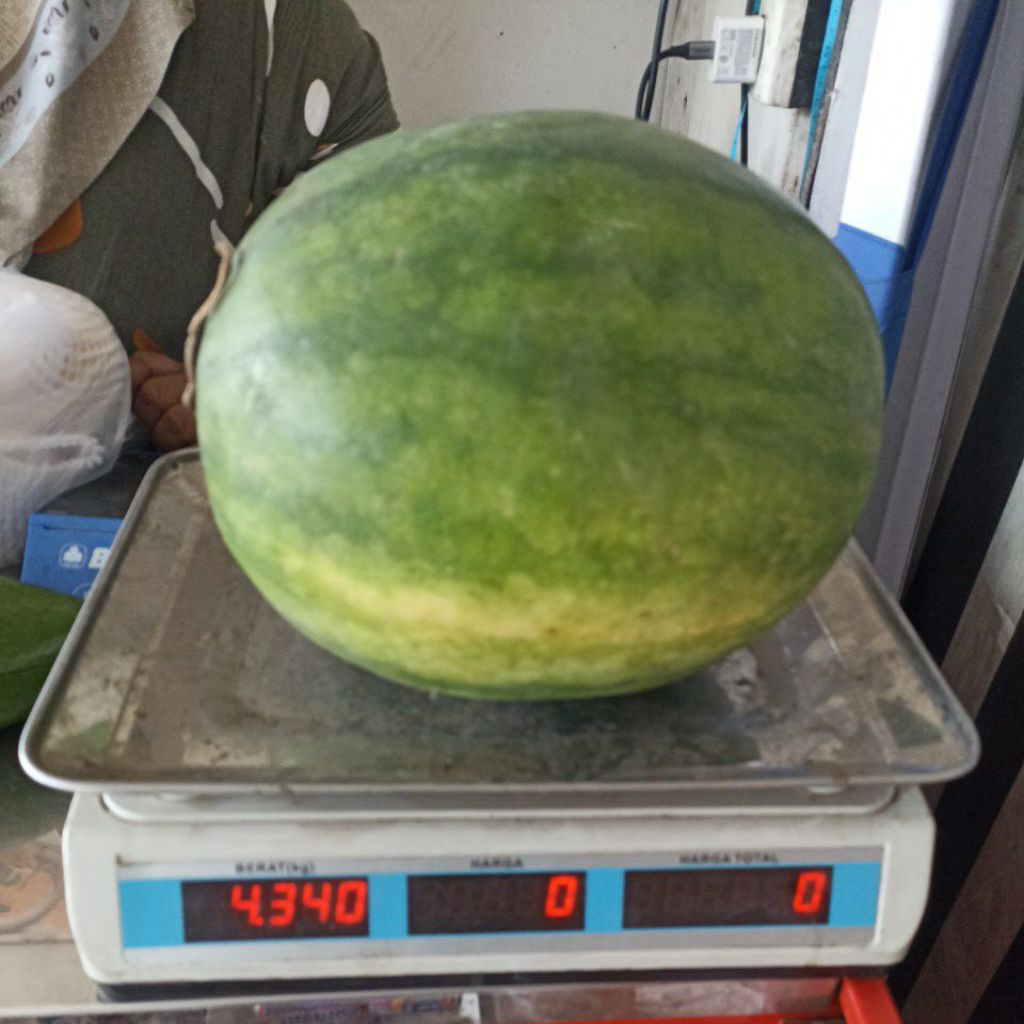 

semangka 1 butir utuh 4-5 kg