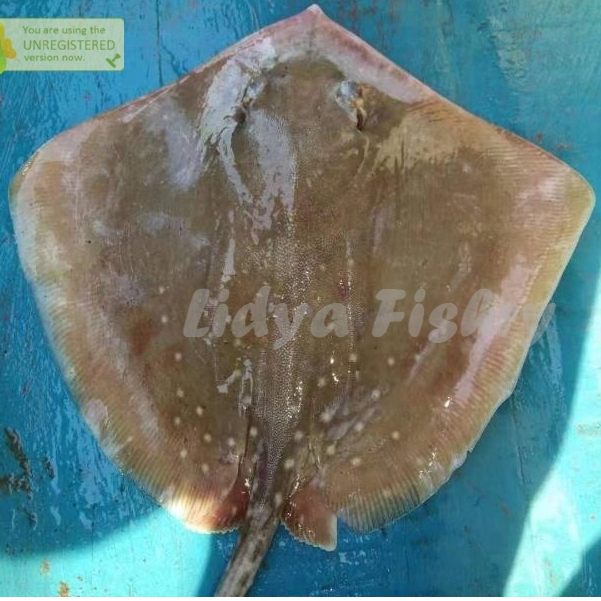 

Ikan Pari 1Kg Ikan Pari Segar Seafood Ikan Laut Segar