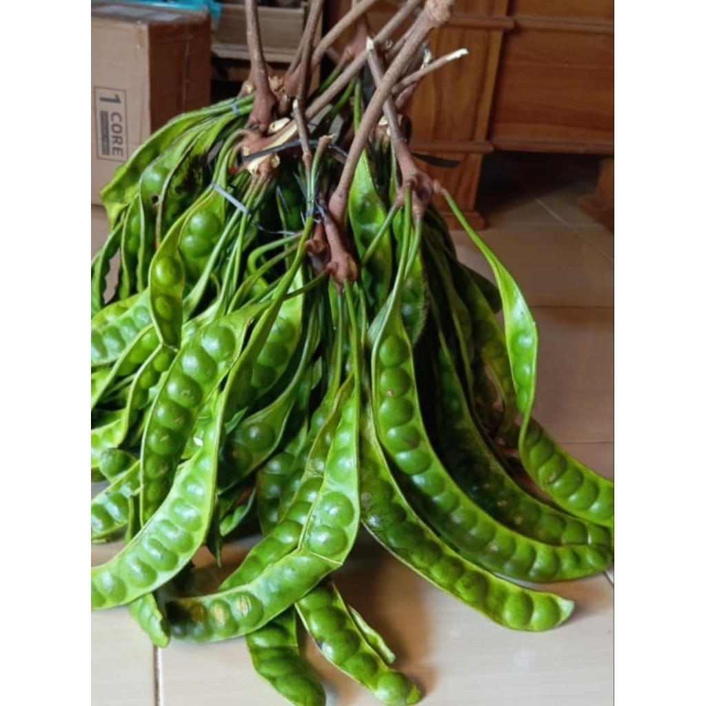 

pete petai full tua 10 papan/lonjor