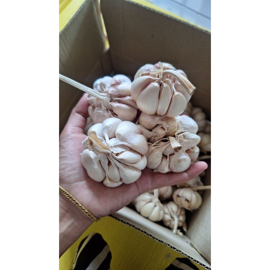 

Bawang Putih Murah Bagus Bersih