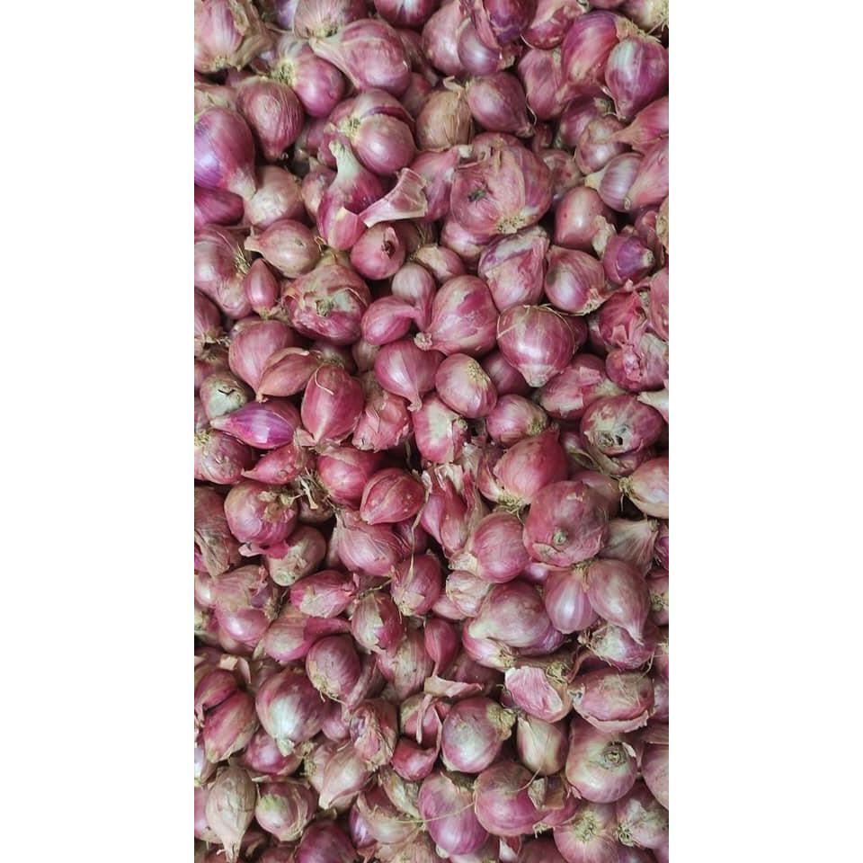 

Bawang Merah Asli Brebes Dan Jawa