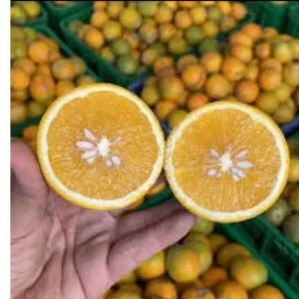 

JERUK BABY JAVA/ IRIS MANIS 1KG