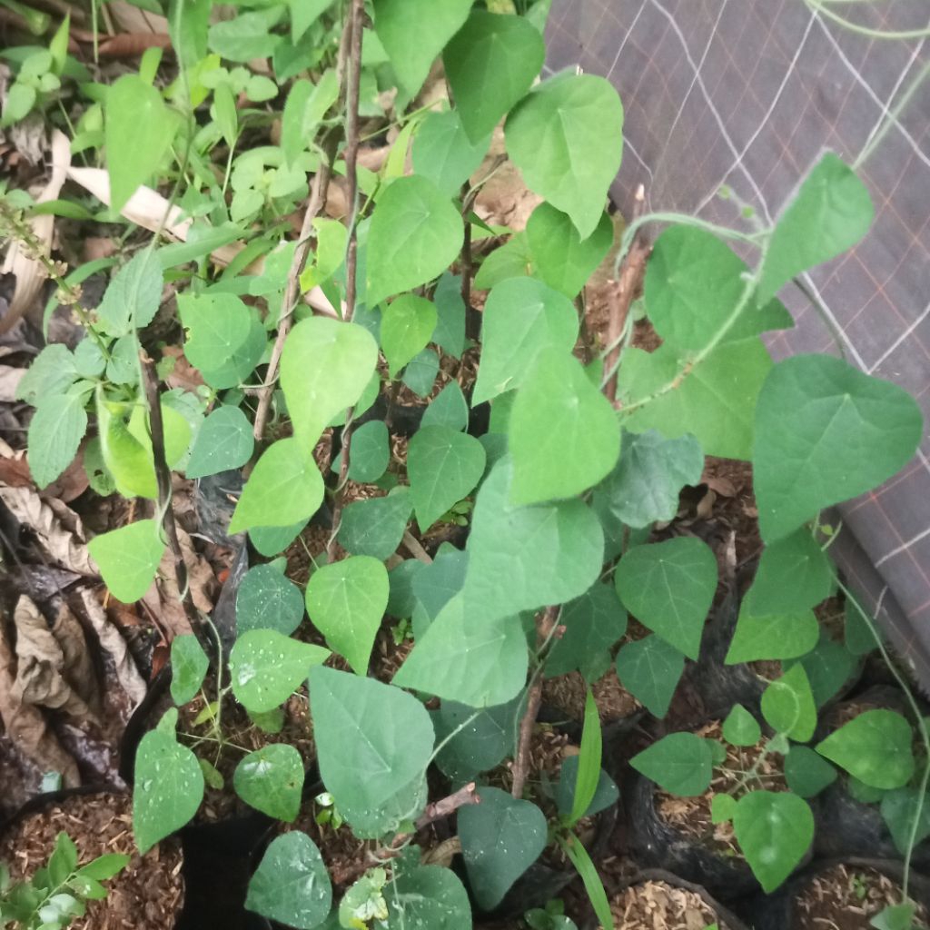 Bibit Tanaman cincau bulu hijau -pohon Daun cincau bulu Rambat