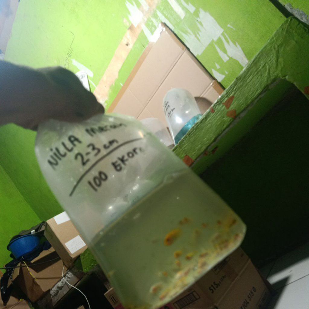 

nila merah Bangkok isi 100