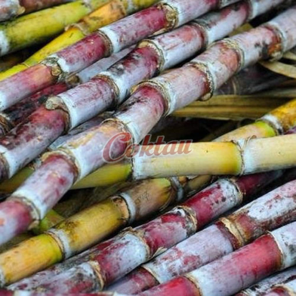 

Tebu Manis Segar Tebu Hijau Tebu Merah Berat 1 Kg