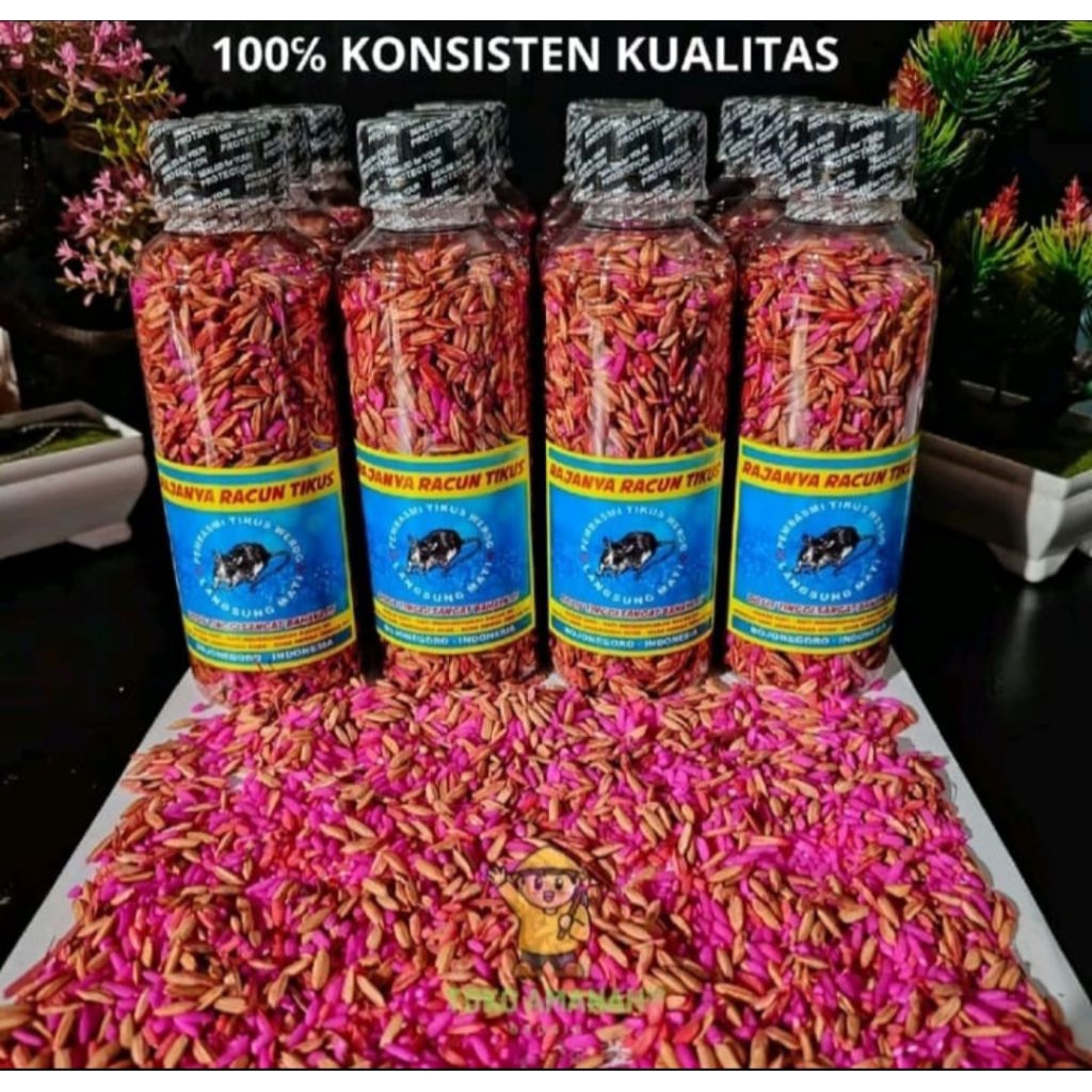 racun tikus ampuh mati di tempat