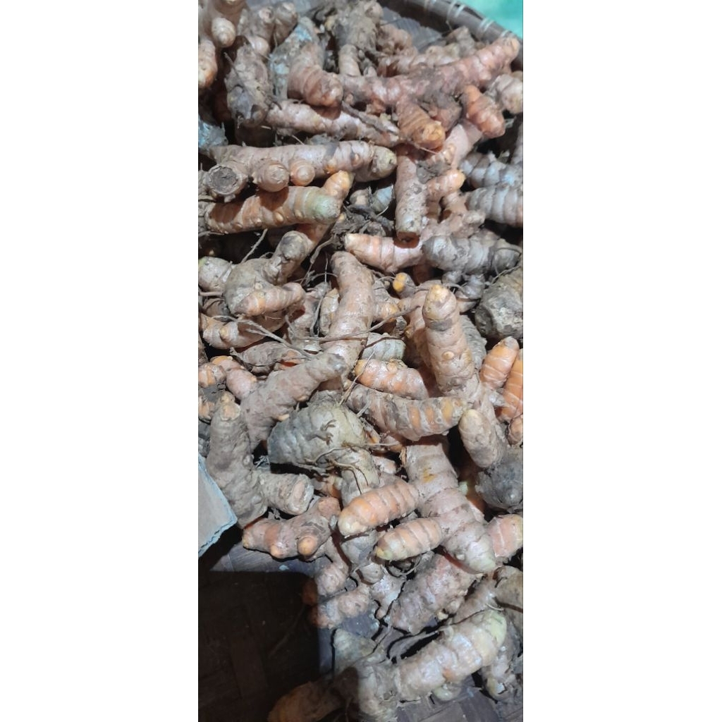 

Kunyit kuning Segar 1kg