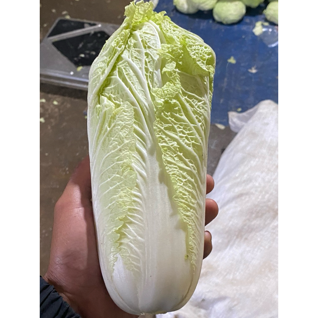 

Sawi/pecay fresh segar 1kg Sayuran