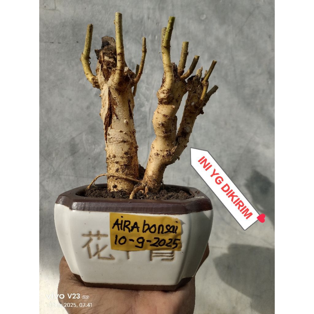 bahan bonsai serut dongkelan