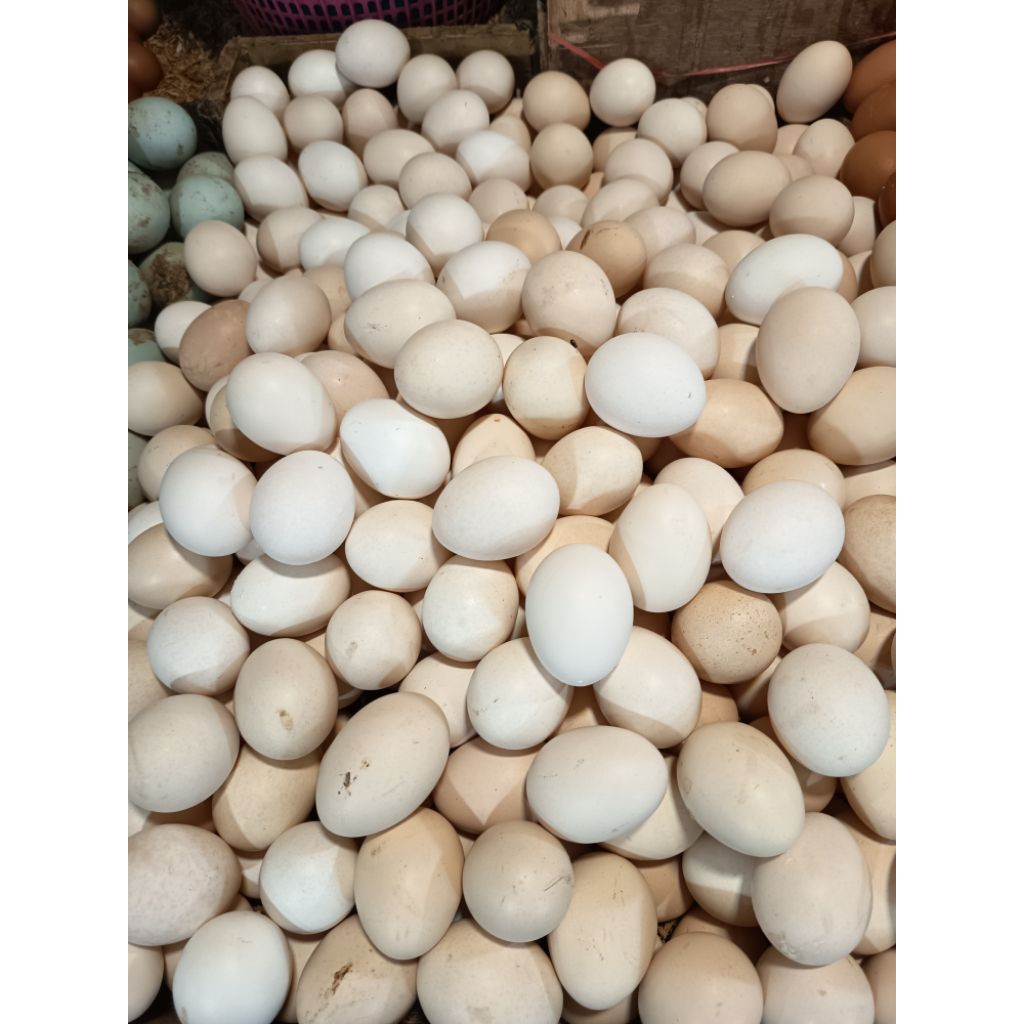 

Telur Ayam Kampung Asli