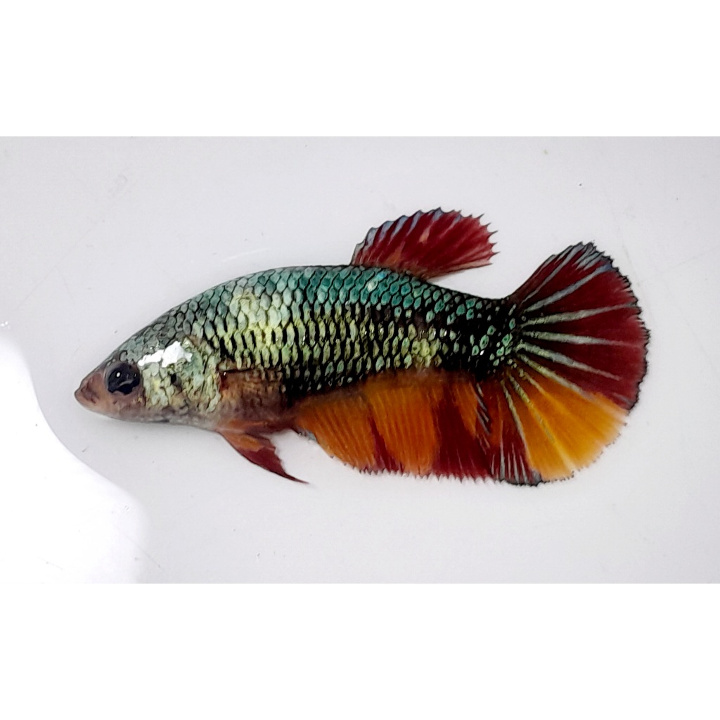FEMALE HMPK NEMO COOPER