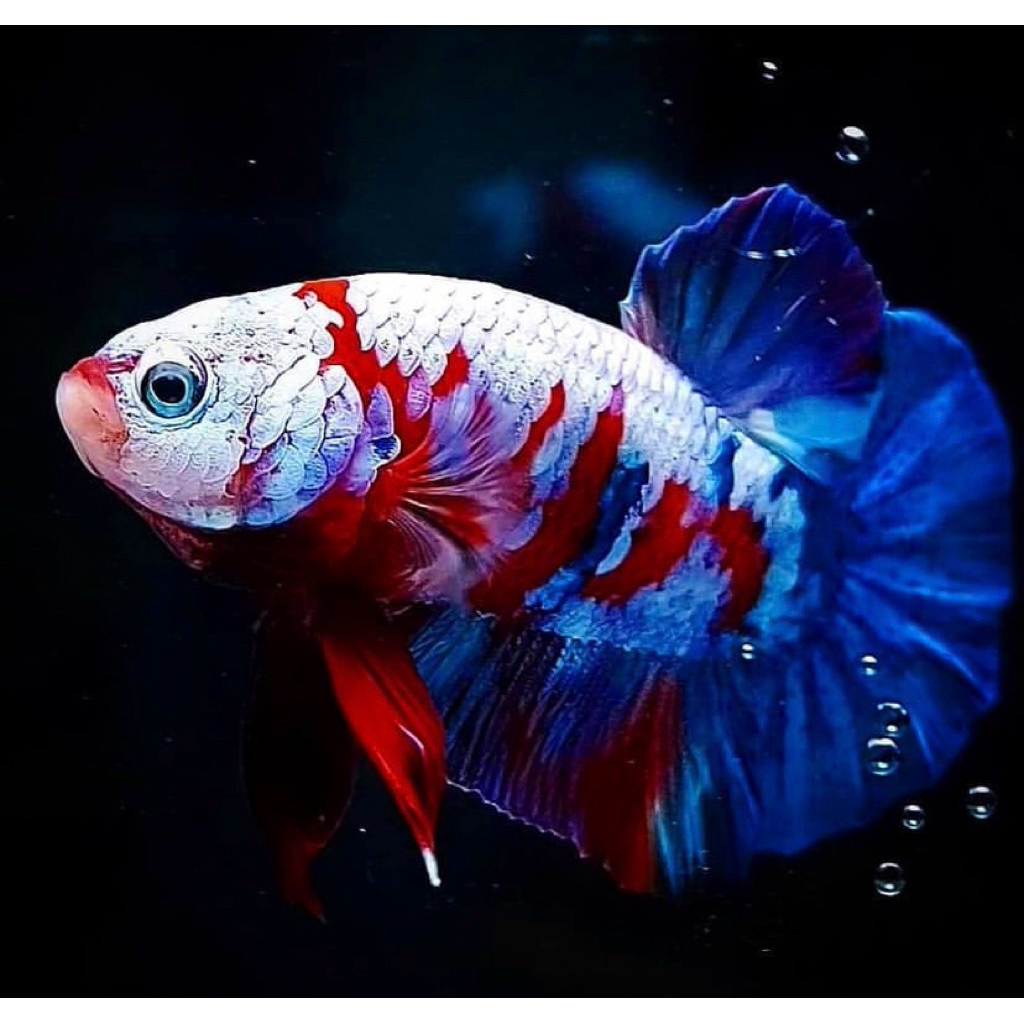 cupang giant multy BO 3-4 cm bahan terbaik