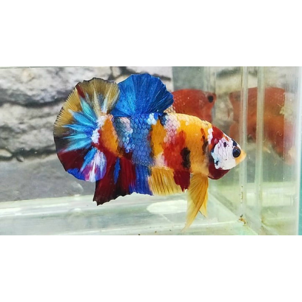 cupang plakat nemo multy galaxy warna paling cerah dan bagus