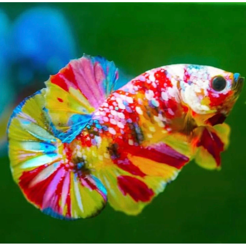 cupang nemo candy multy warna cerah bagus kualitas terjamin bagus