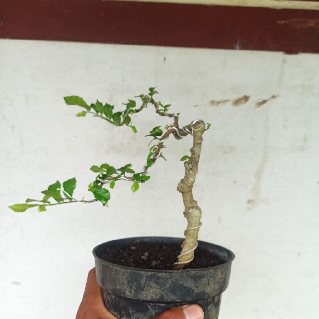bonsai serut bunjin
