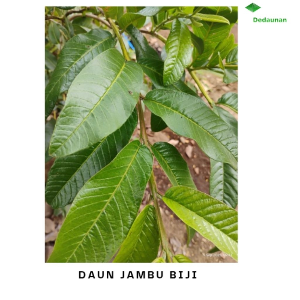 

DAUN JAMBU BIJI HERBAL