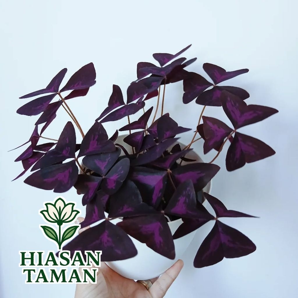 Tanaman hias oxalis triangularis - tanaman gantung oxalis - tanaman indoor oxalis