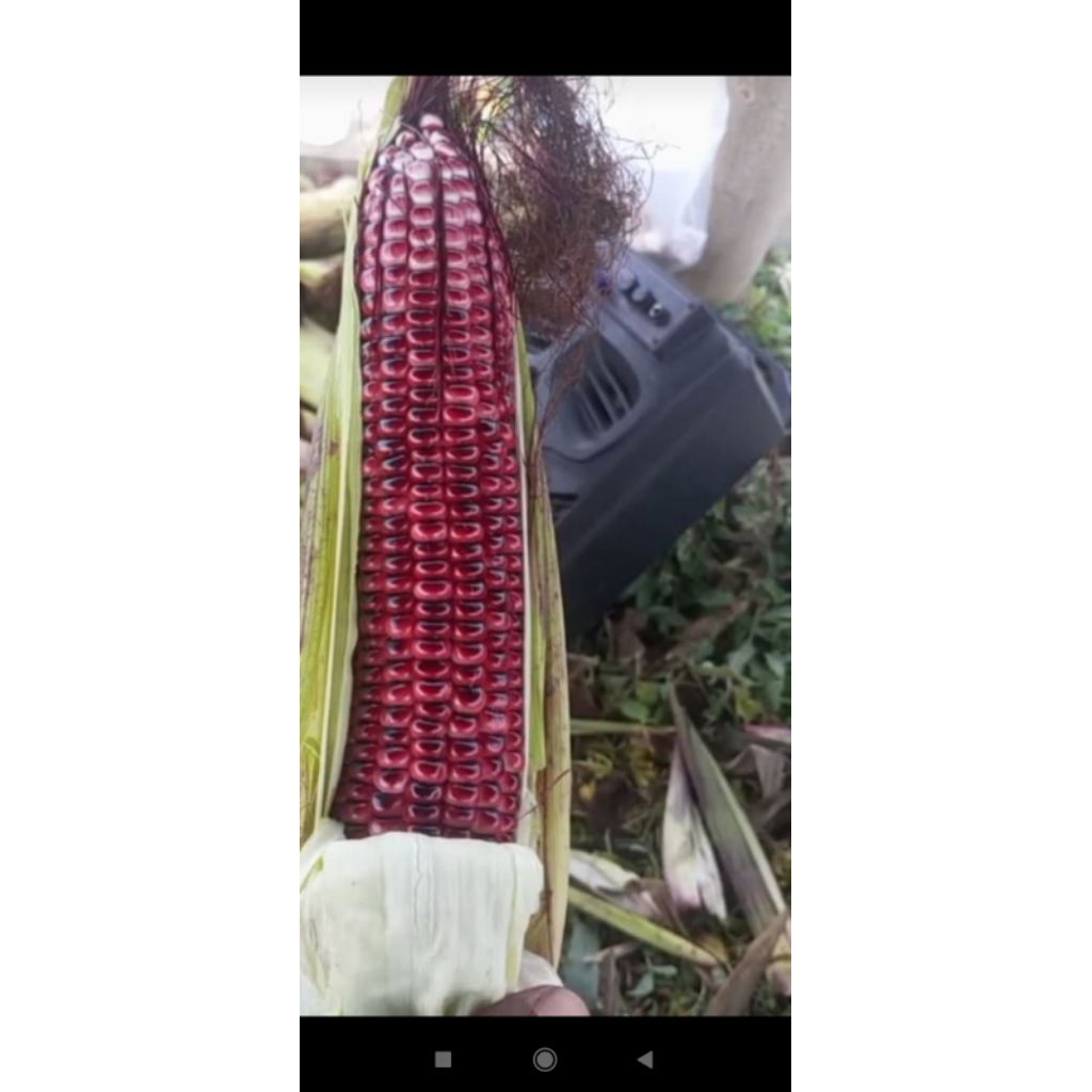 

jagung ungu... pulen