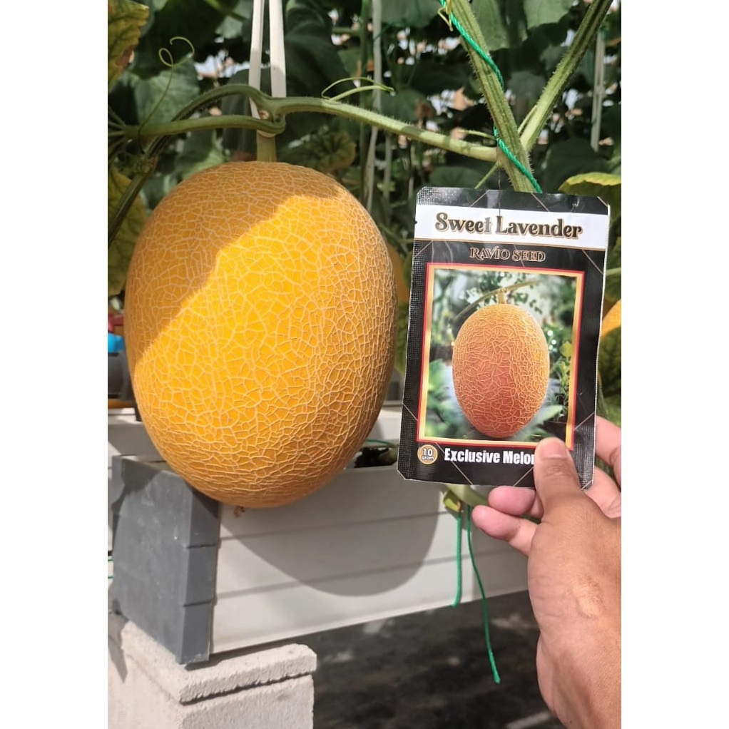 Sweet Lavender Benih Melon 10 Gr