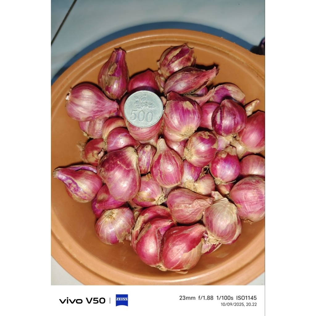 

Bawang merah Nganjuk besar Rata
