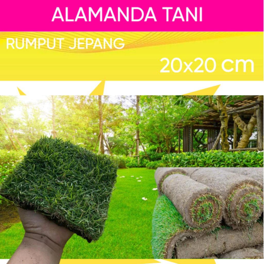 RUMPUT JEPANG PAKET50KOTAK RUMPUT KUBURAN RUMPUT TAMAN RUMPUT JEPANG HIDUP