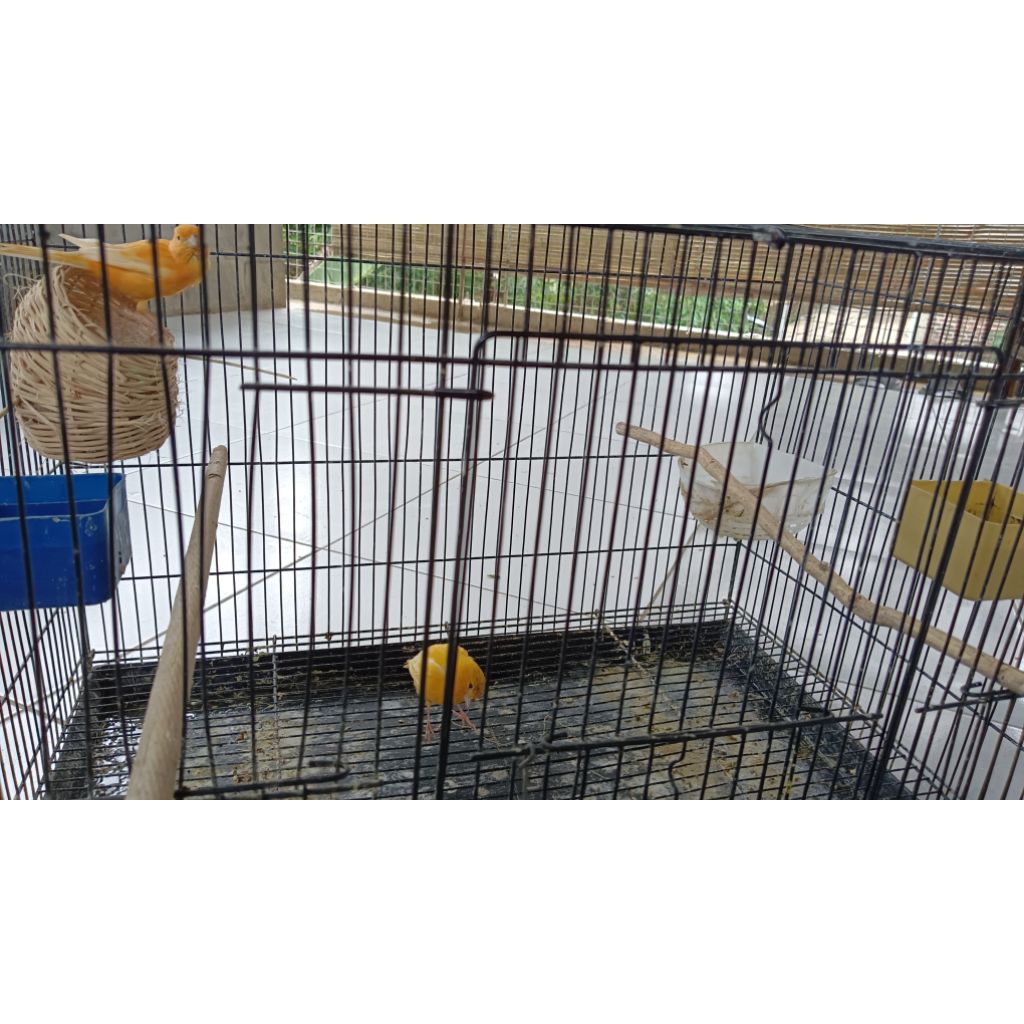 Burung kenari Orange kuning sepasang