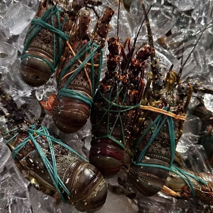 

LOBSTER LAUT BEKU 500 GRAM