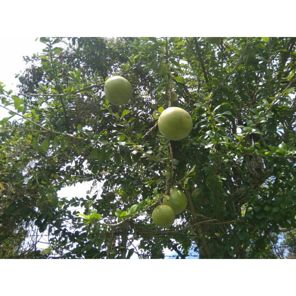 

buah mojo(pahit)