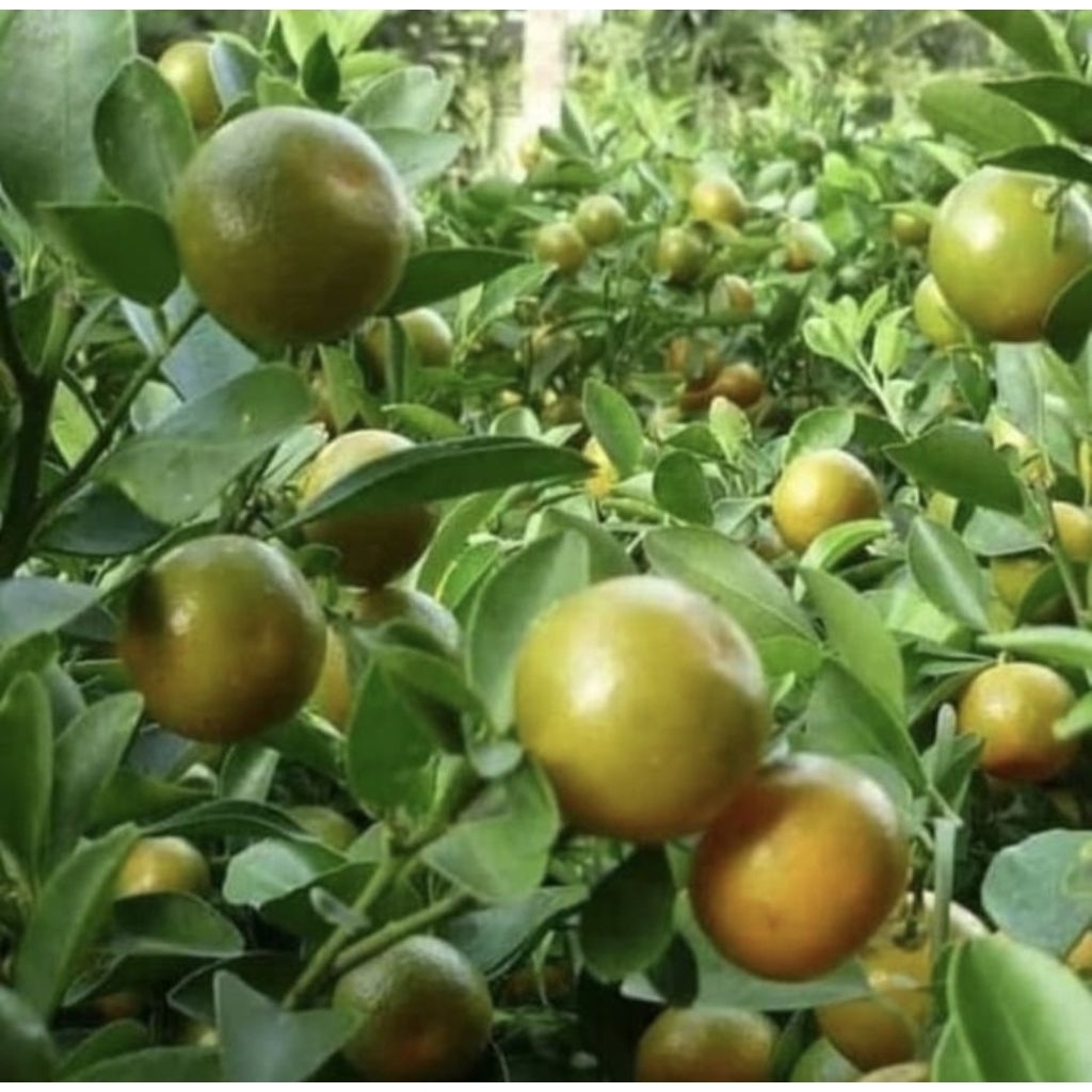 Pohon Jeruk Songkit / Jeruk Kunci Sudah Berbuah / Pohon buah Jeruk Songkit