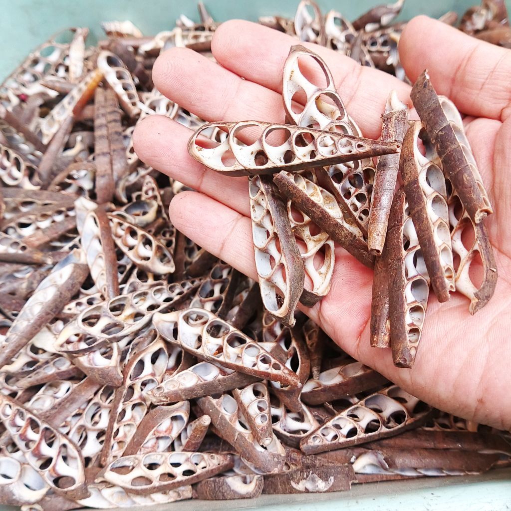 Kerang potong hitam - kerang belah - kerajinan cangkang kerang - bahan kerang kerajinan - kerang hia