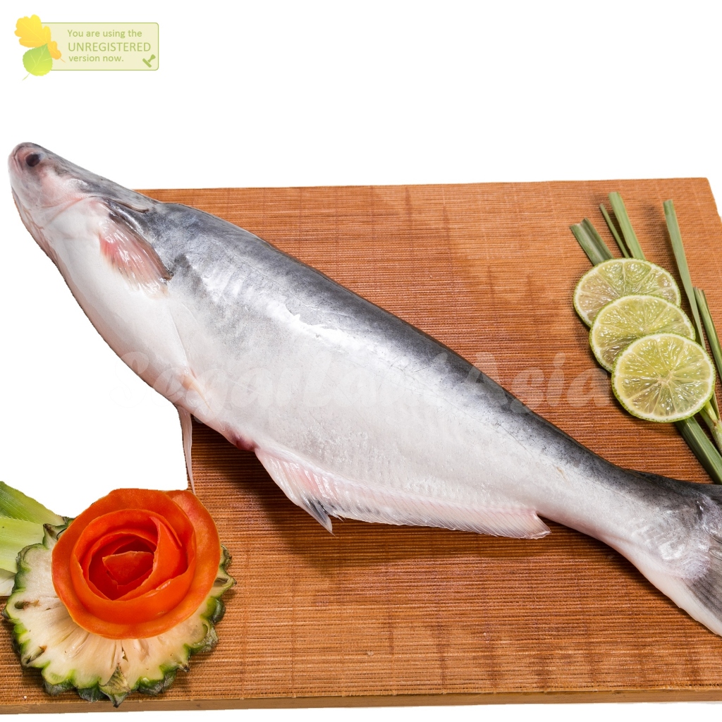 Ikan Patin 1Kg Ikan Patin Segar