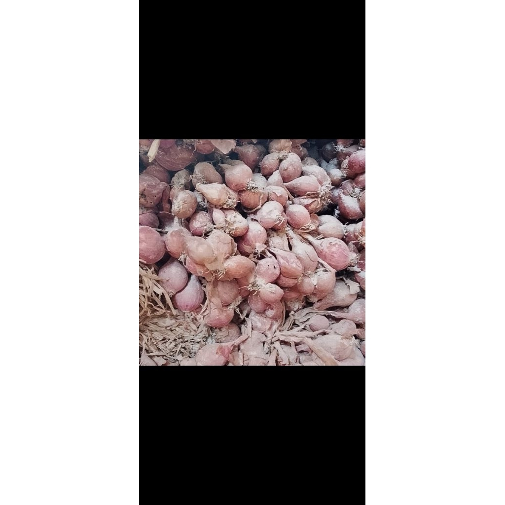

Bibit Bawang Merah Tajuk (Thailand Nganjuk)