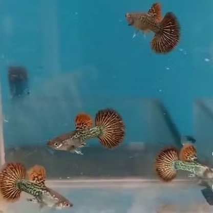 HIASAN AQUARIUM GUPPY RED DRAGON HALFMOON JUVENILE VVIP GUPPY CONTES PASANGAN