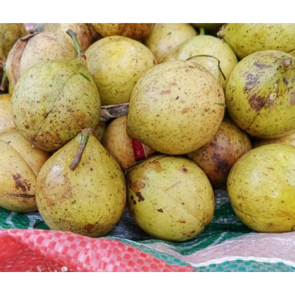

Buah pala muda bulat utuh 1kg