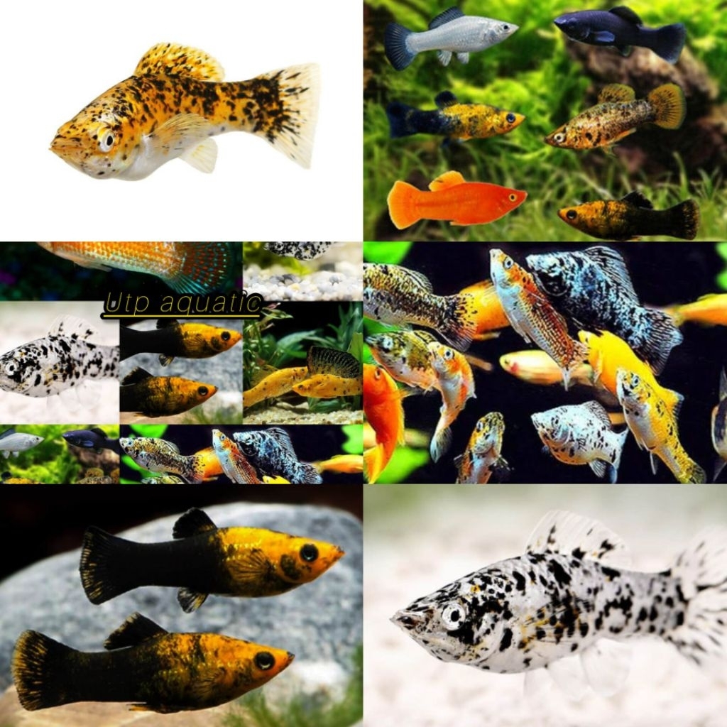 molly mix isi 20 kebutuhan kolam dan aquarium kualitas joss gandos