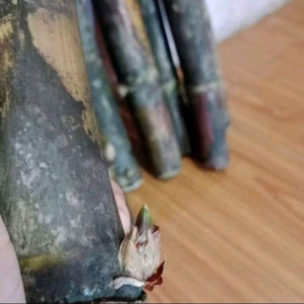 

Bibit Tebu Hitam Manis siap tanam/30 cm/1 pcs