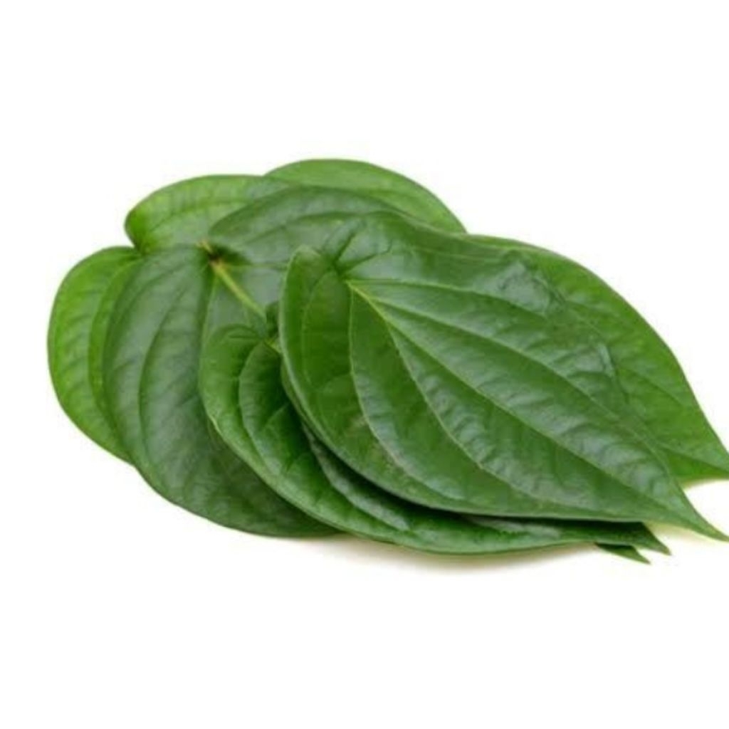 Daun Sirih putih segar Daun Sirih 5lembar daun sirih putih segar