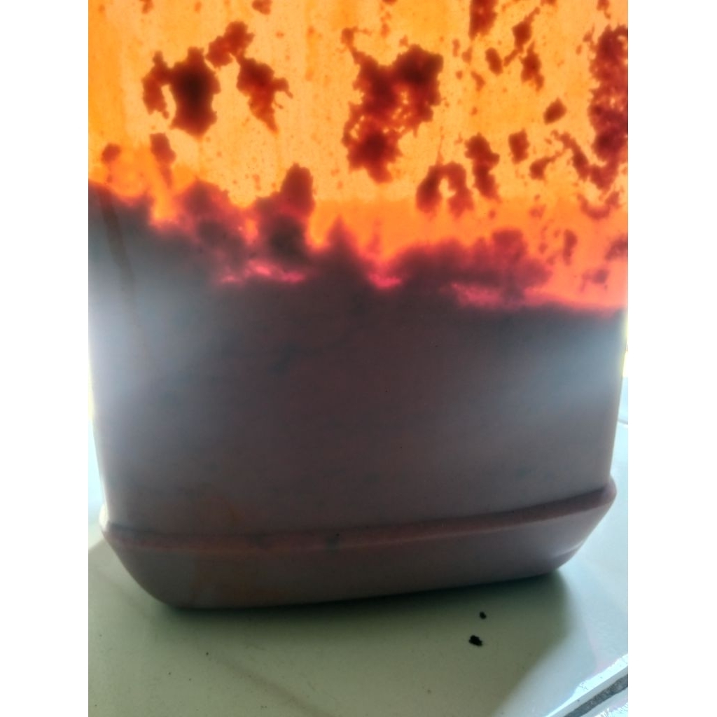 Buah merah asli wamena Papua