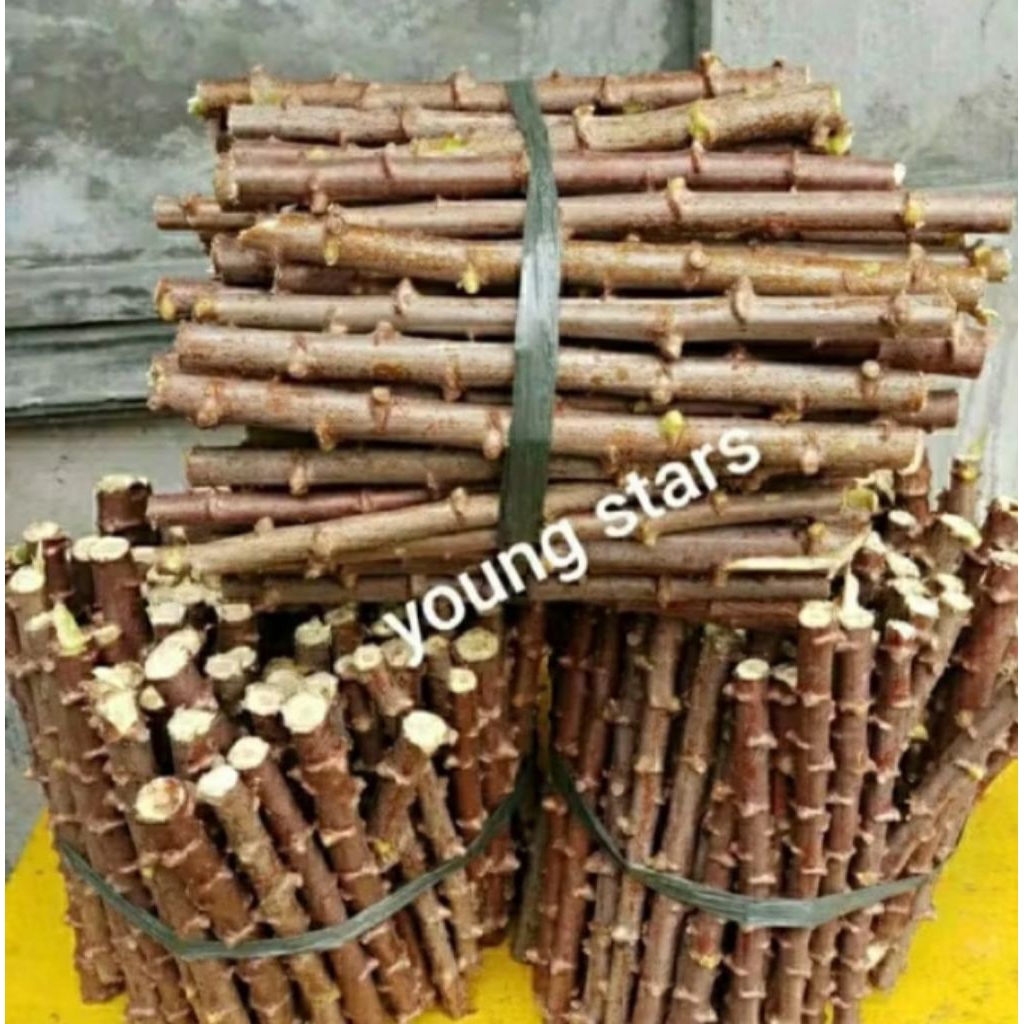 

stek singkong kuning/singkong keju per 15 batang 20cm