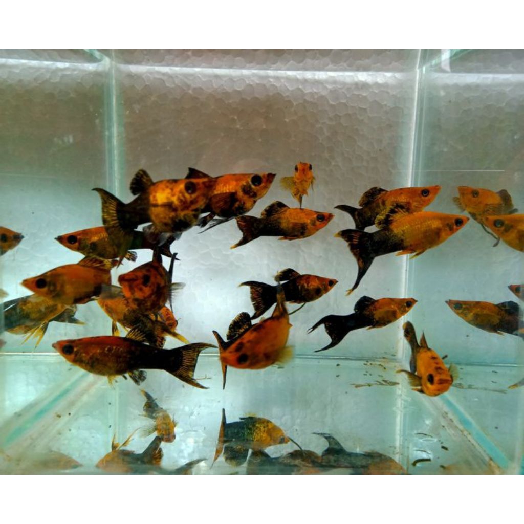 molly golden black ikan hias pemakaman jentik bisa hidup tanpa aerator (khusus pengiriman instant sa