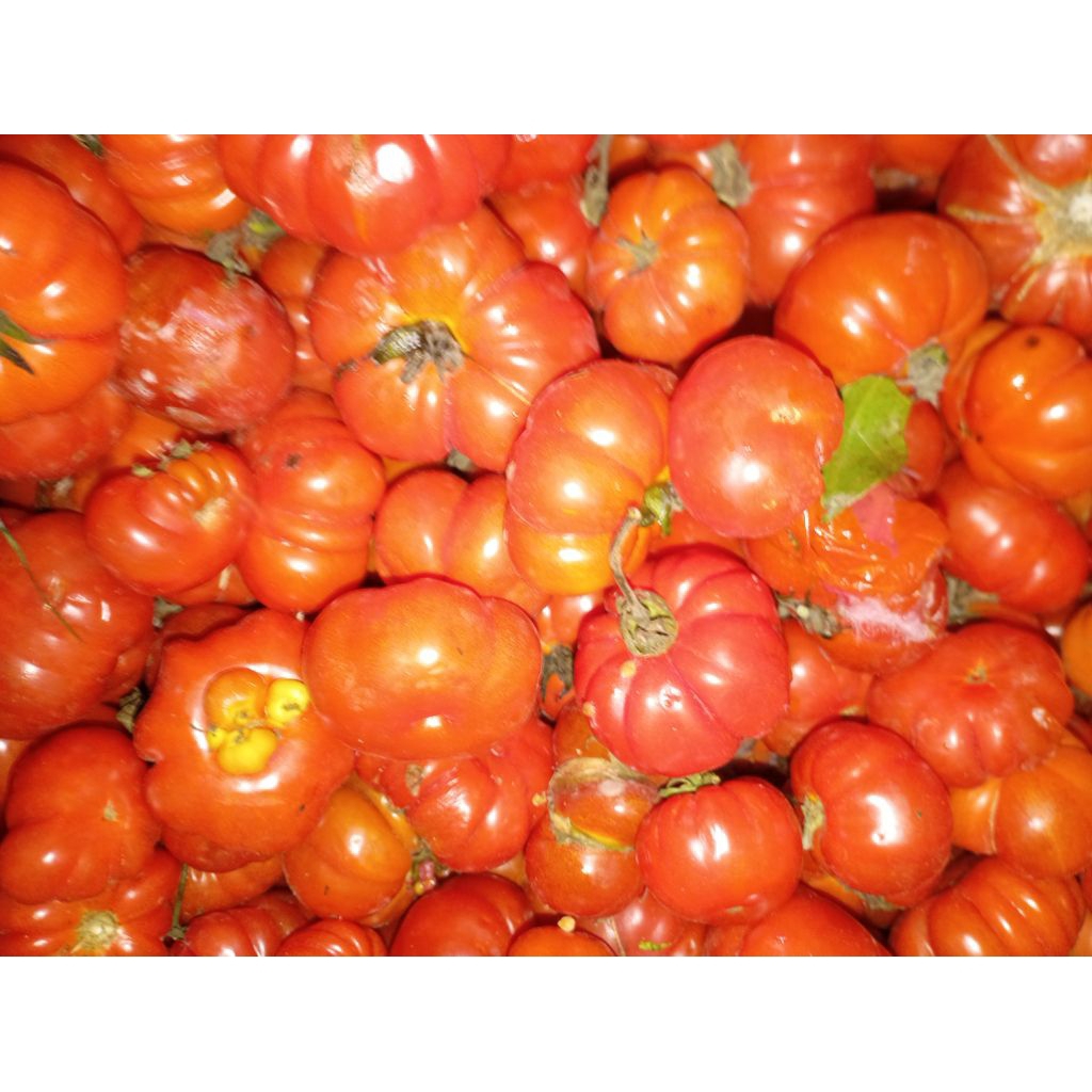 Sayur Tomat Mawar Keriting merah segar