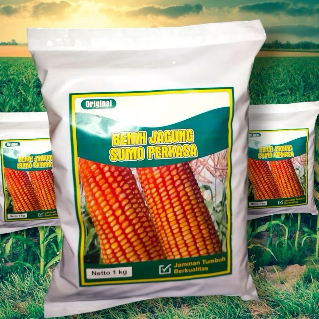BENIH JAGUNG SUMO PERKASA (1kg)