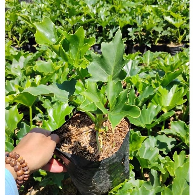 Philo Dendron Tanaman Hias