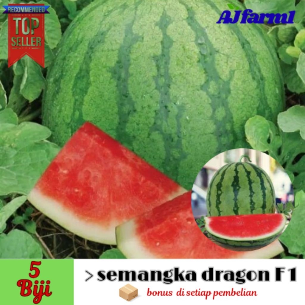 ( 5 biji ) benih biji semangka dragon F1 | semangka besar ±extra bonus pembelian